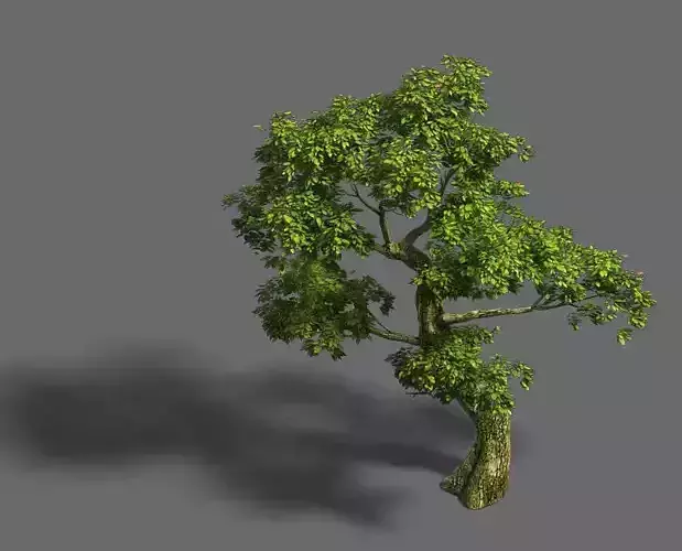 Forest - Tree 21
