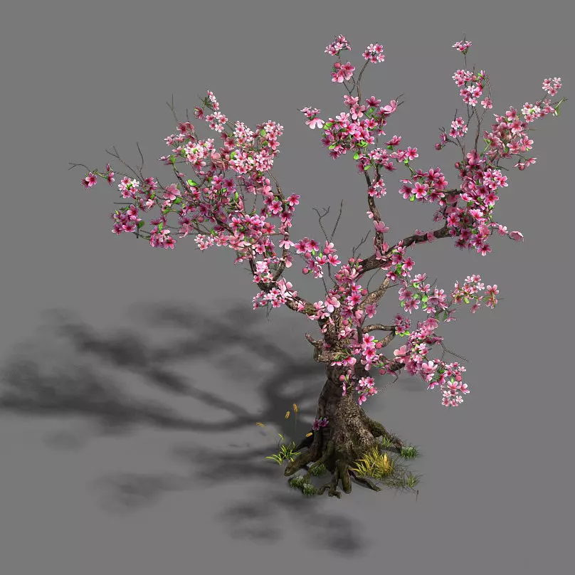 Forest - Peach Blossom Tree 21 3D model_0