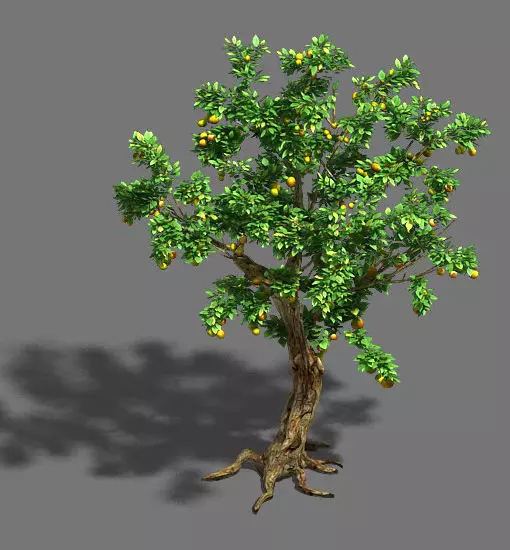 Woods - orange trees 3D model_0