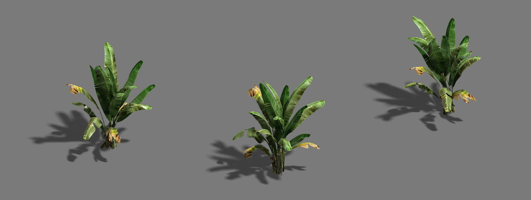 Trees - banana trees 3D model_3
