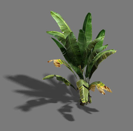 Trees - banana trees 3D model_1