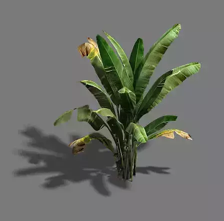 Trees - banana trees 3D model