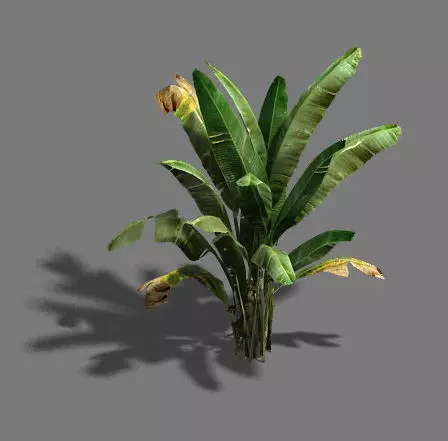 Trees - banana trees 3D model_0