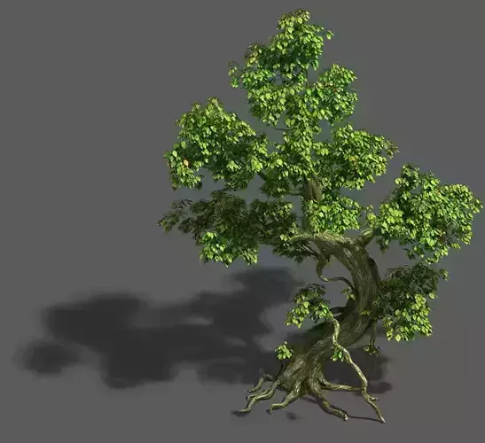 Trees - crooked neck tree