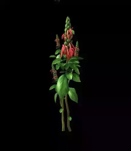 Wild plants - flowers 01