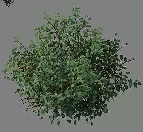 Wild plants - flowers 05