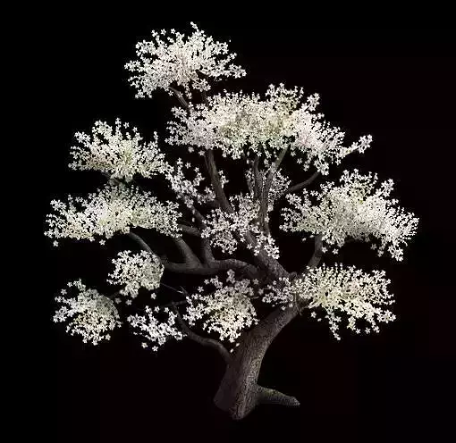 Plant - Whitewood Tree