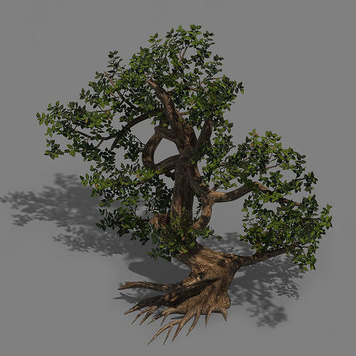 Plant - cypress 3D model