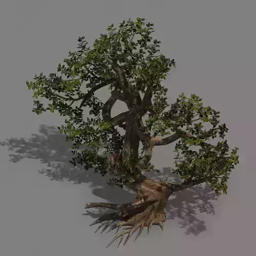 Plant - cypress 3D model