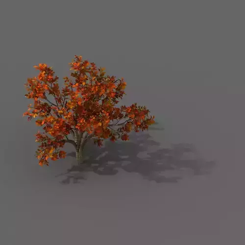 Plant - Shrub 01