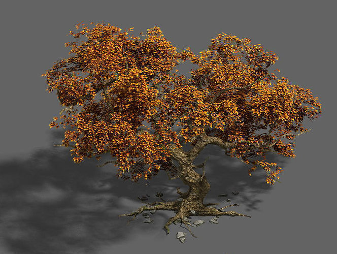 Plant - mangrove 1 3D model