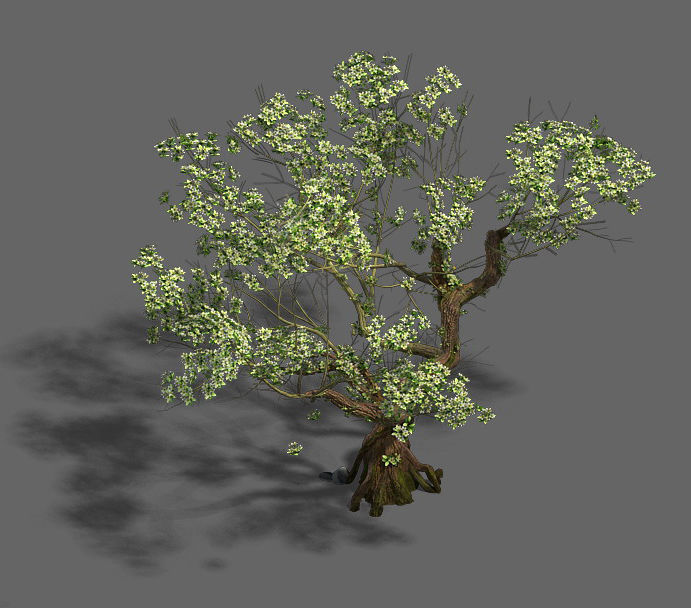 Plant - pear tree 3D model_3