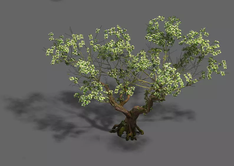 Plant - pear tree 3D model_0