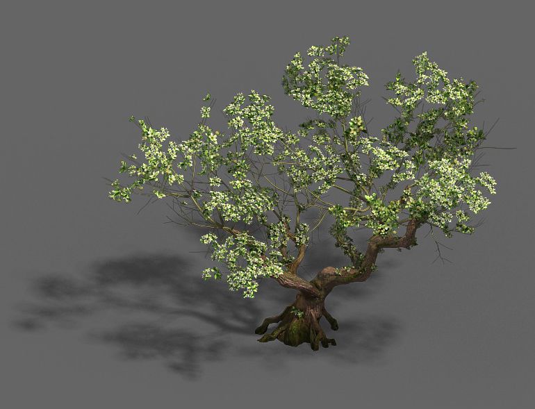 Plant - pear tree 3D model_2