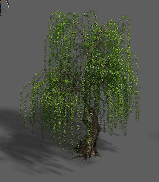 Plant - Willow 13 3D model_1