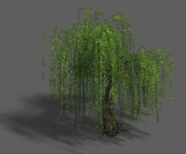 Plant - Willow 13 3D model_2