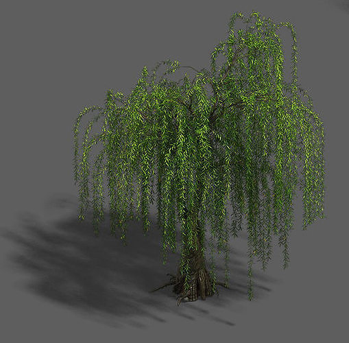 Plant - Willow 13 3D model