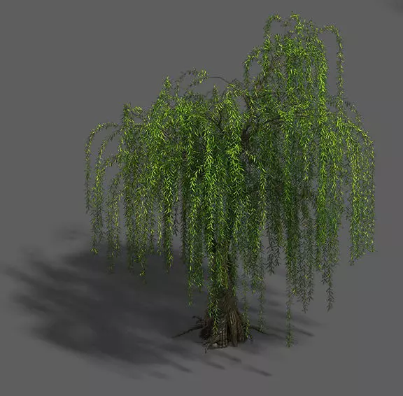 Plant - Willow 13 3D model_0