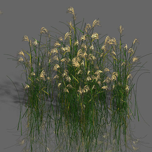 Plant - aloe 3D model