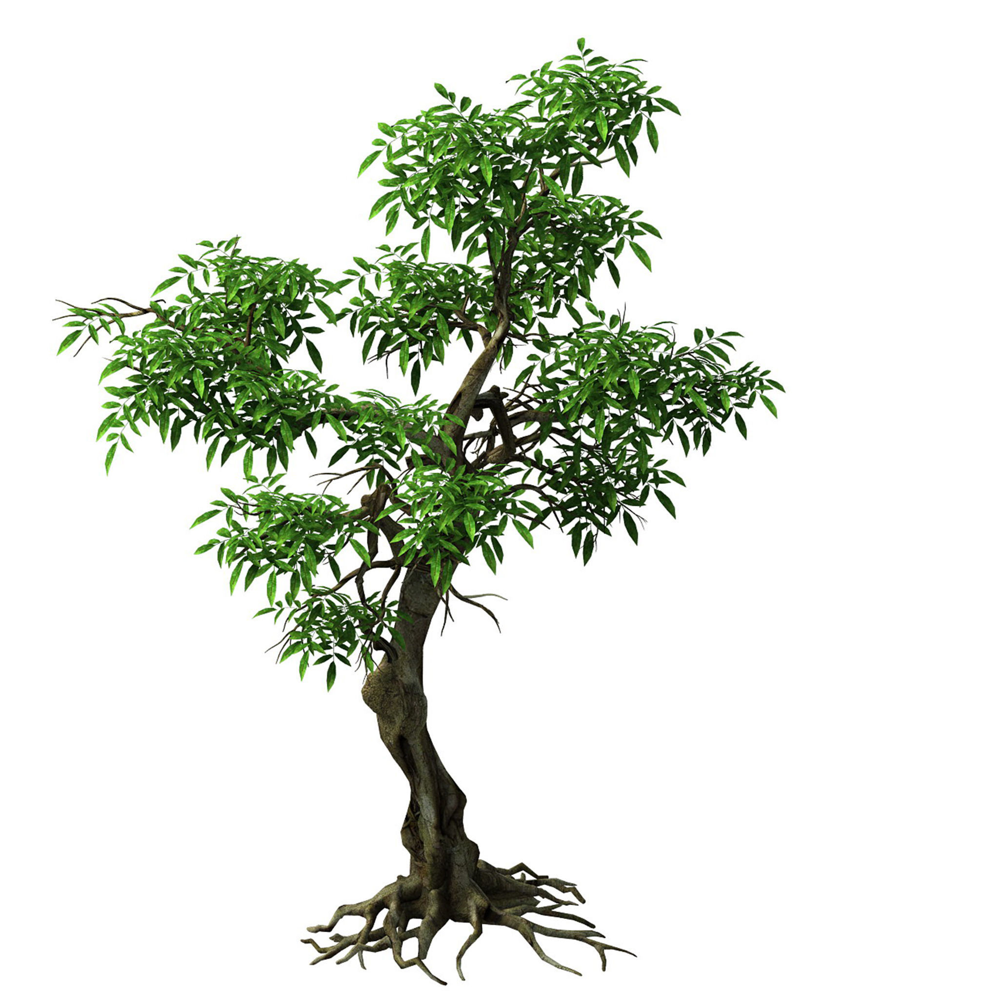 Plant - green tree 1 3D model_1