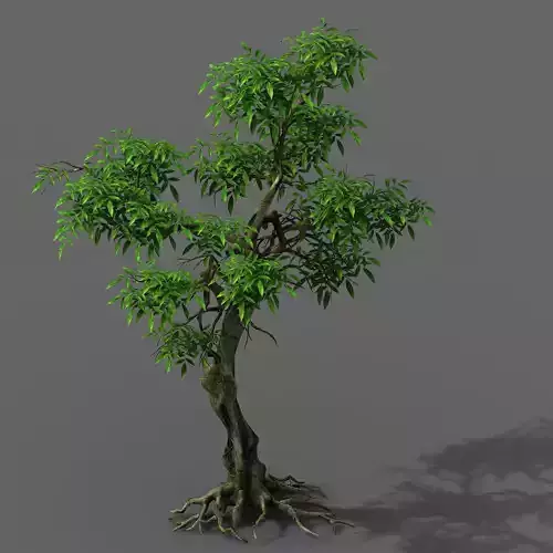 Plant - green tree 1