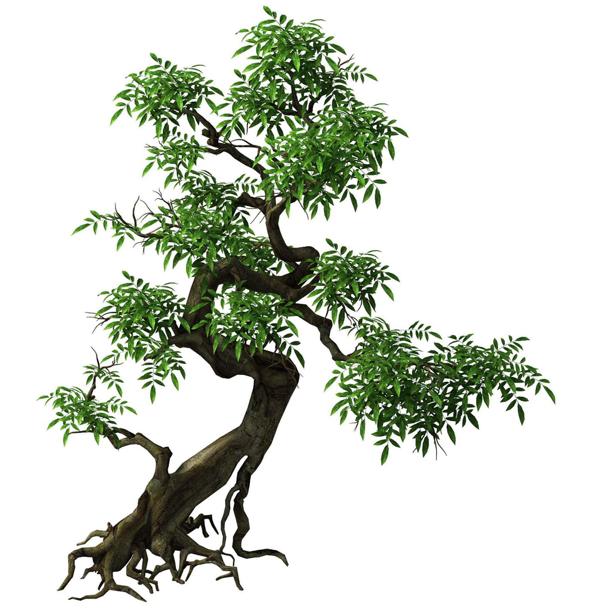 Plant - Green Tree 2 3D model_1