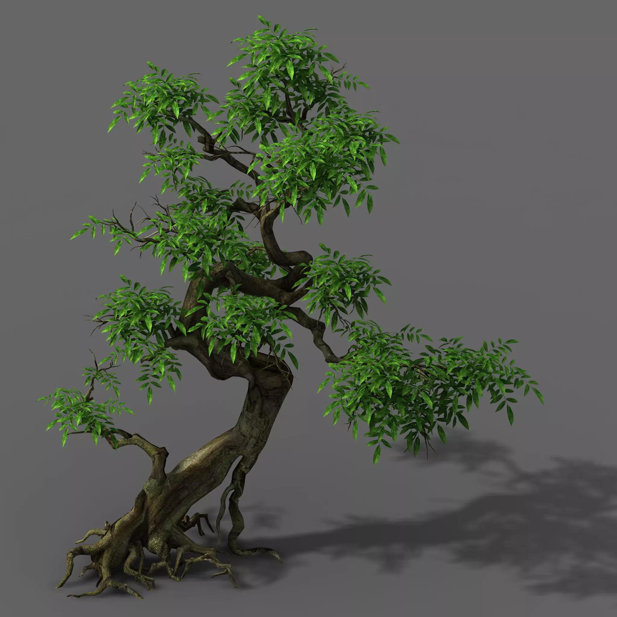 Plant - Green Tree 2 3D model_0