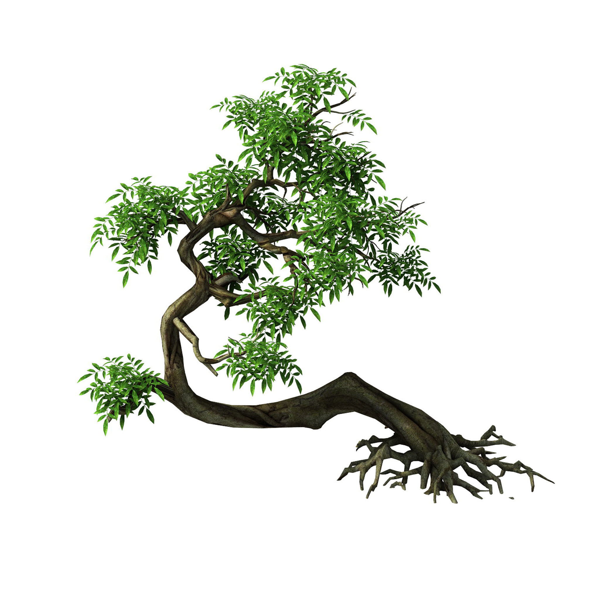 Plant - Green Tree 4 3D model_1