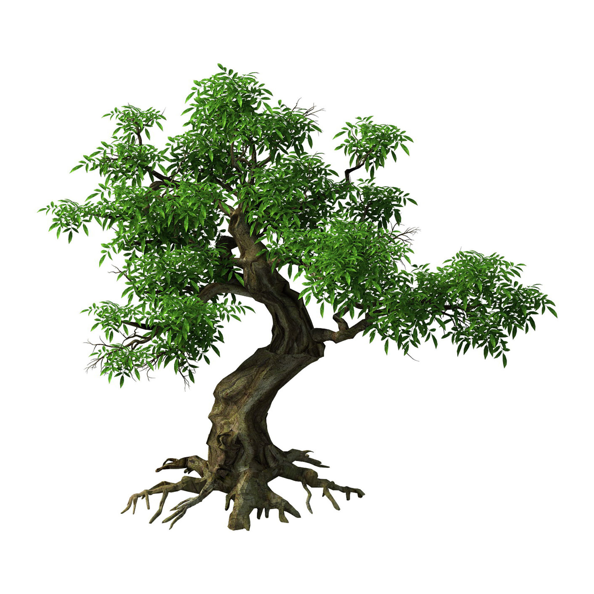 Plant - Green Tree 5 3D model_1