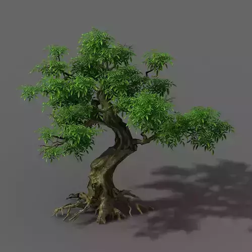Plant - Green Tree 5 3D model