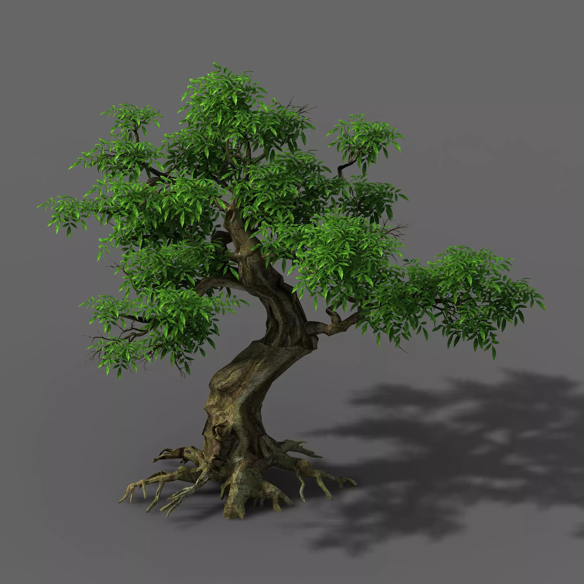 Plant - Green Tree 5 3D model_0