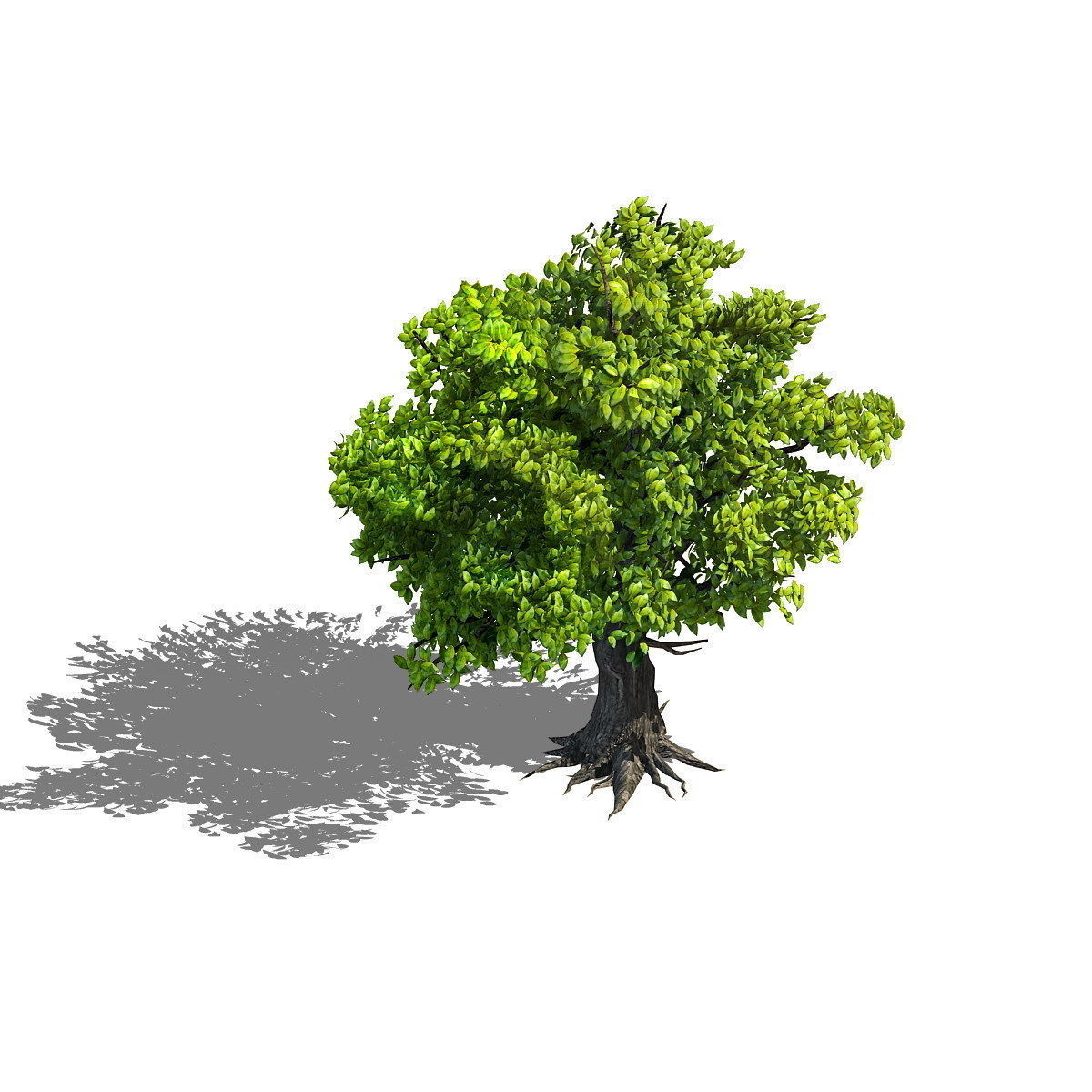 Plant - Green Tree 8 3D model_1