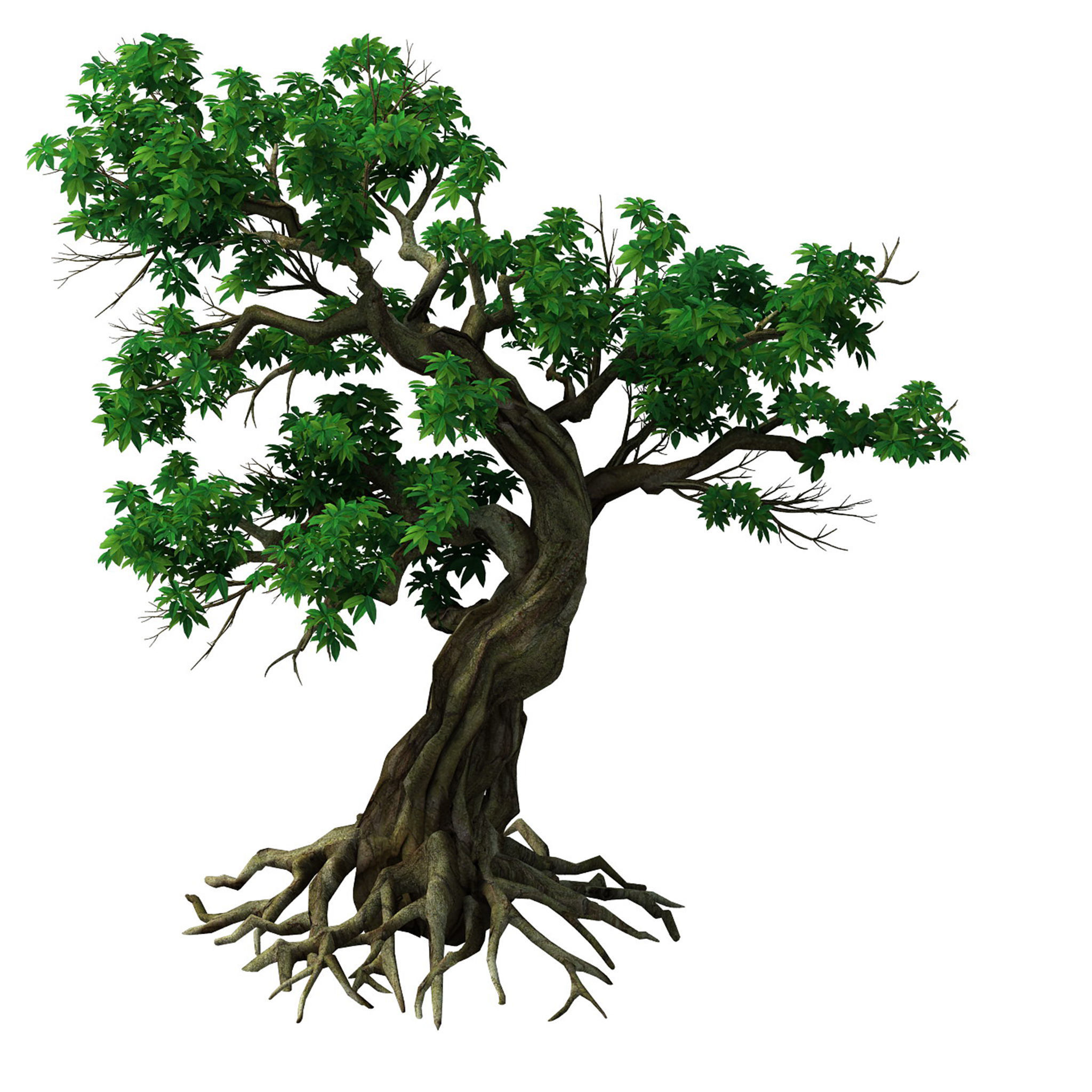 Plant - green leaf tree 01 3D model_1