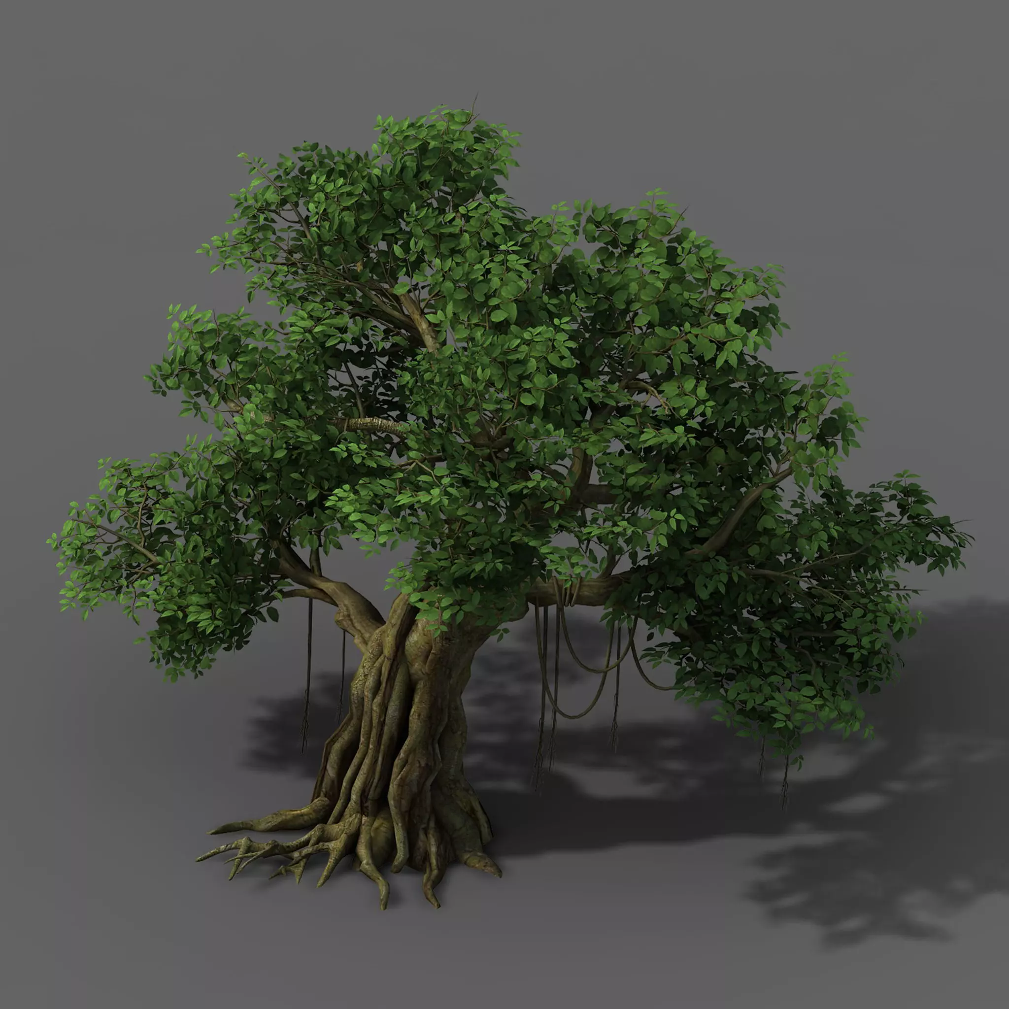 Plant - banyan tree 01 3D model_0