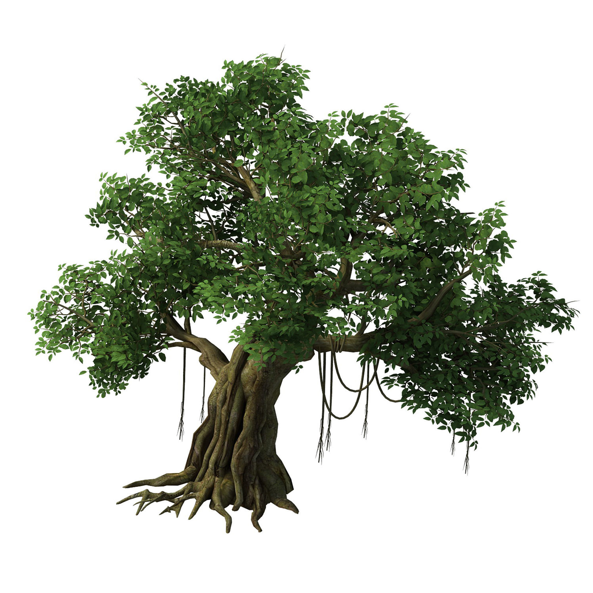Plant - banyan tree 01 3D model_1