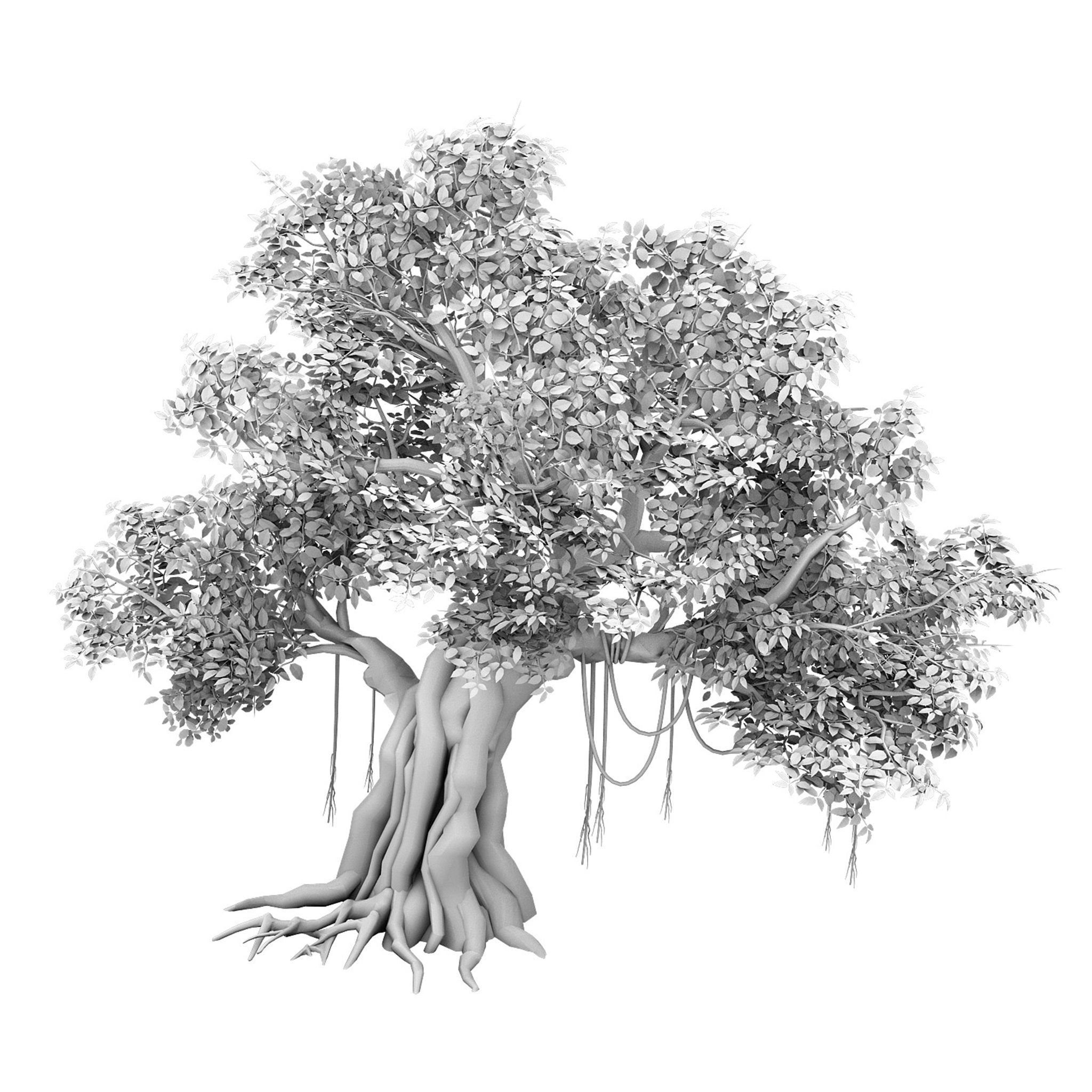 Plant - banyan tree 01 3D model_2