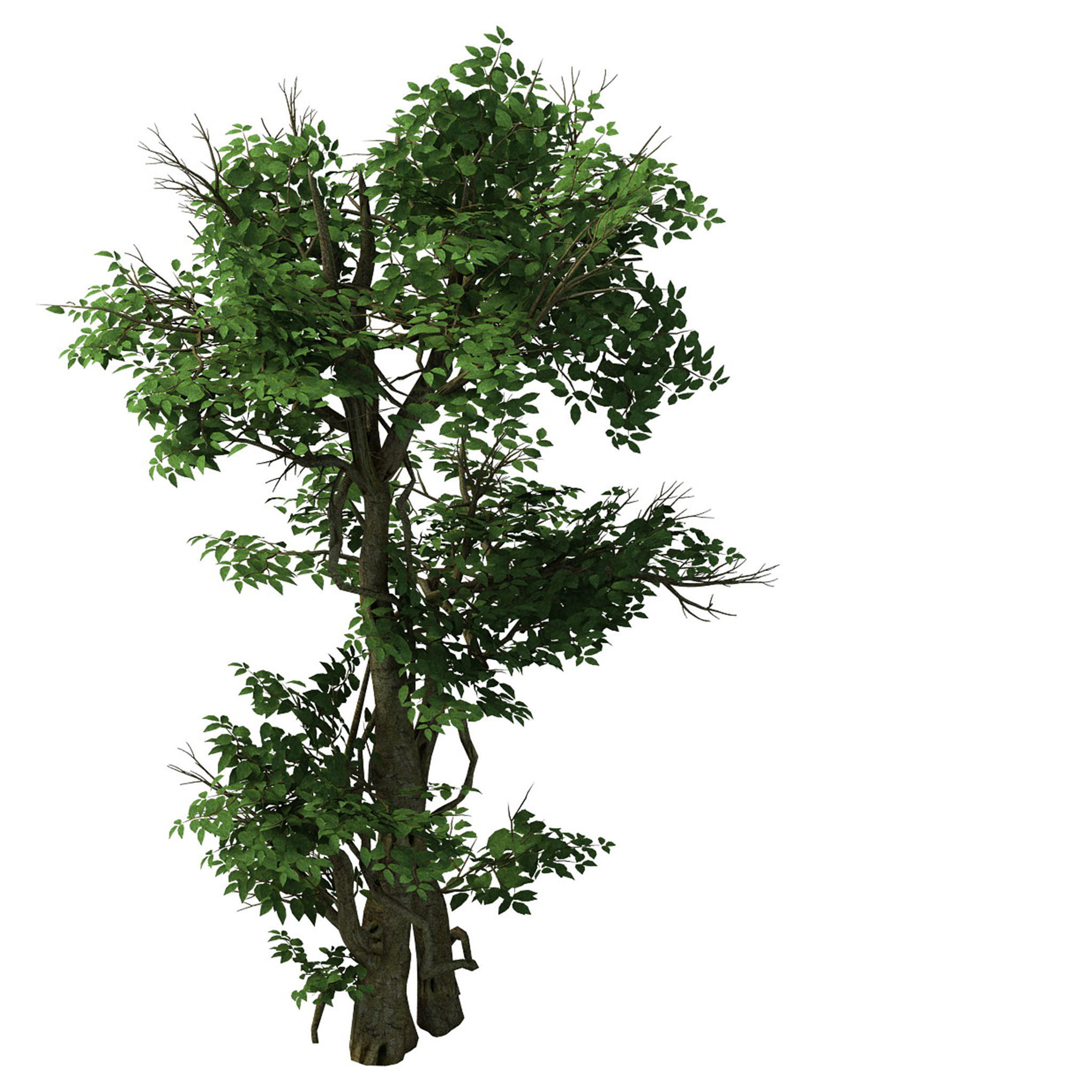 Plant - banyan tree 03 3D model_1