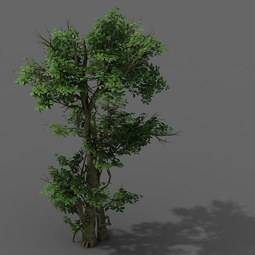 Plant - banyan tree 03 3D model