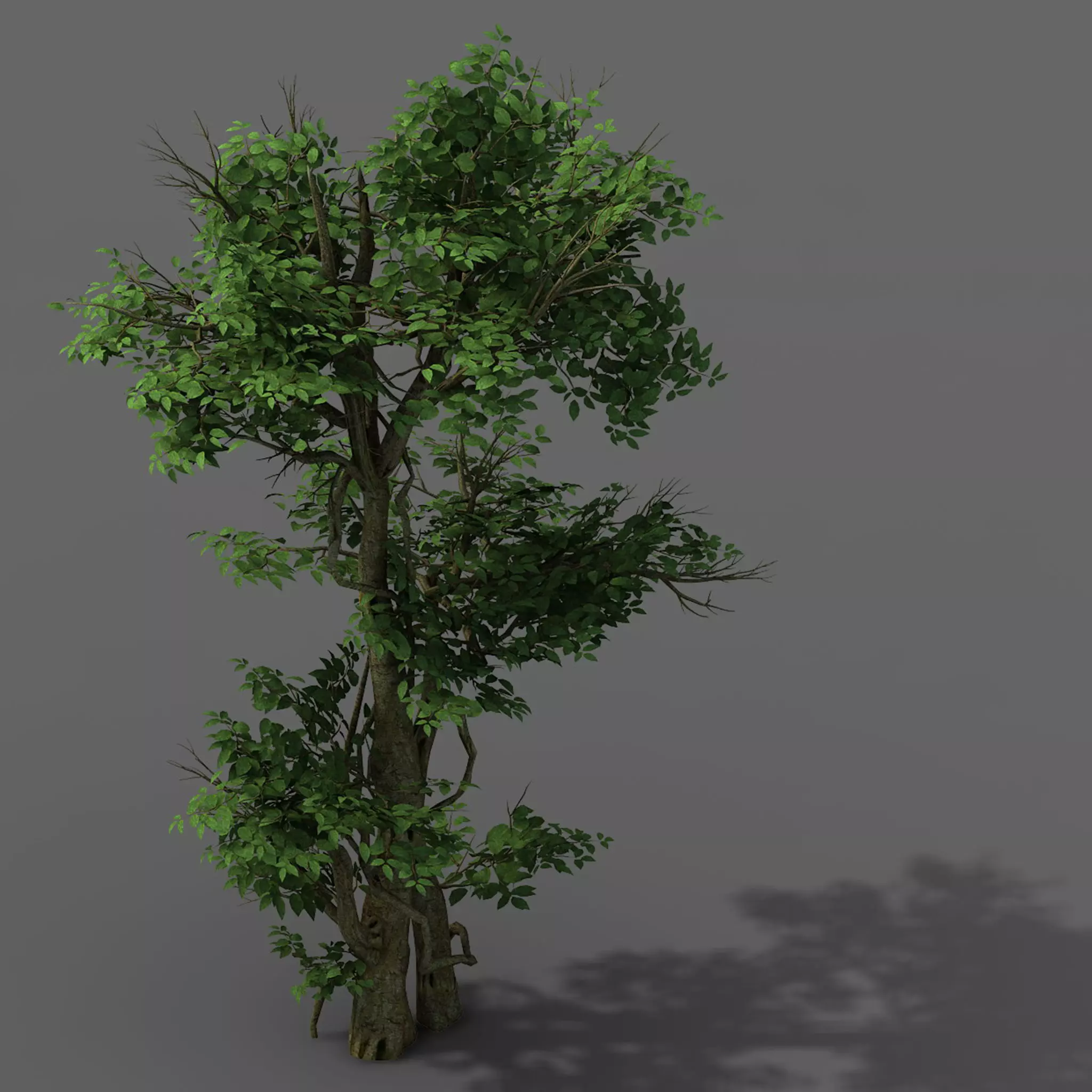 Plant - banyan tree 03 3D model_0