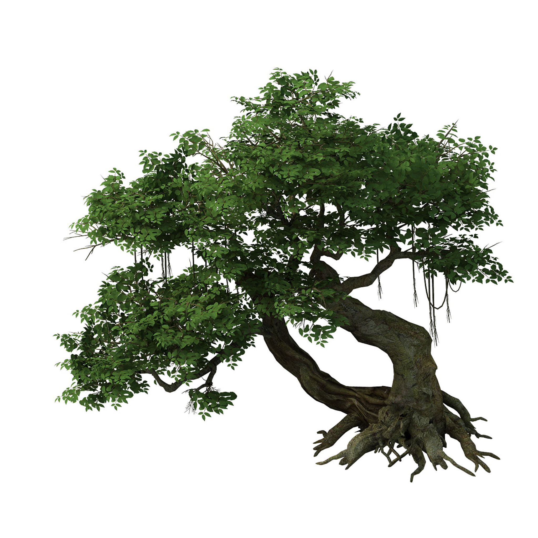 Plant - banyan tree 04 3D model_1