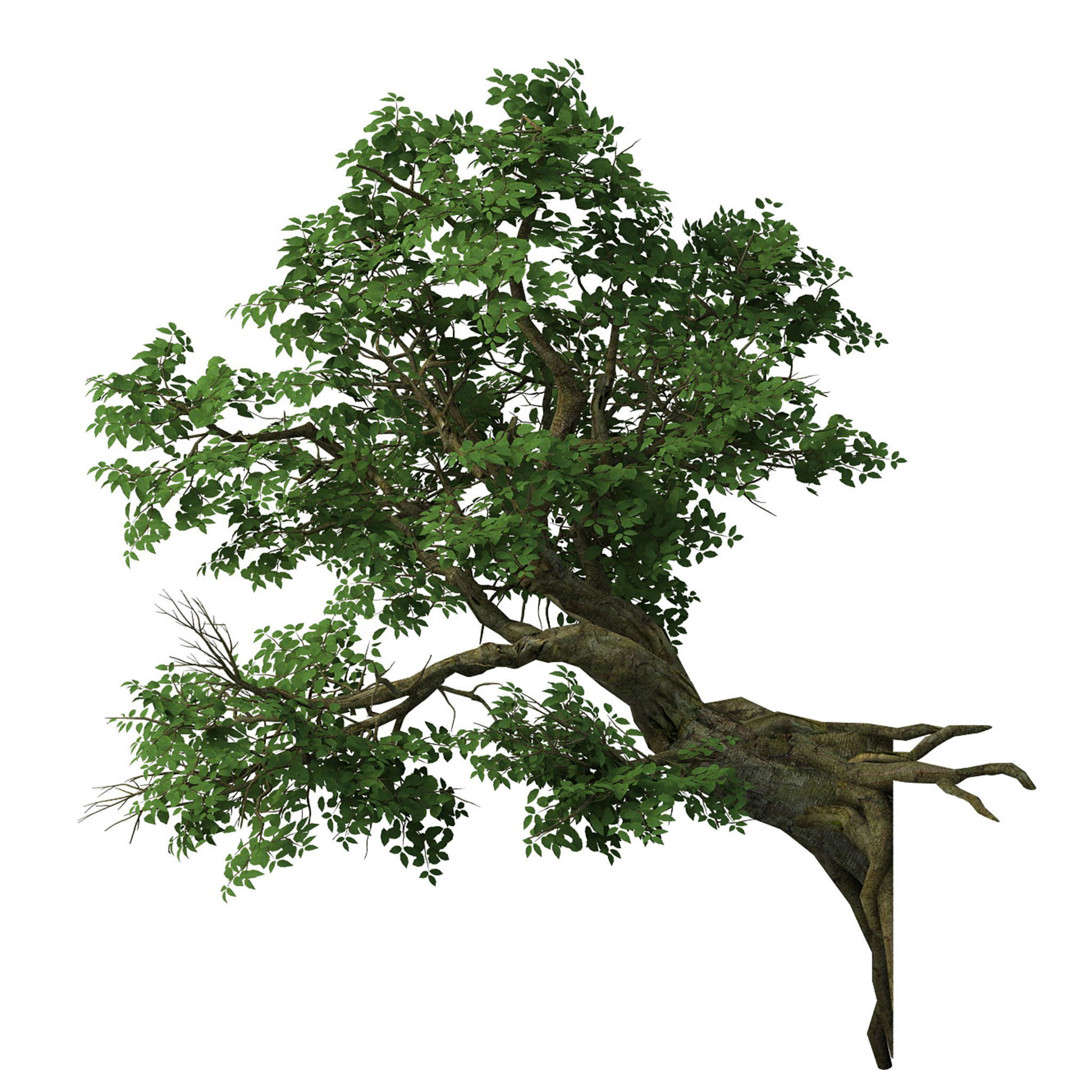 Plant - banyan tree 05 3D model_1