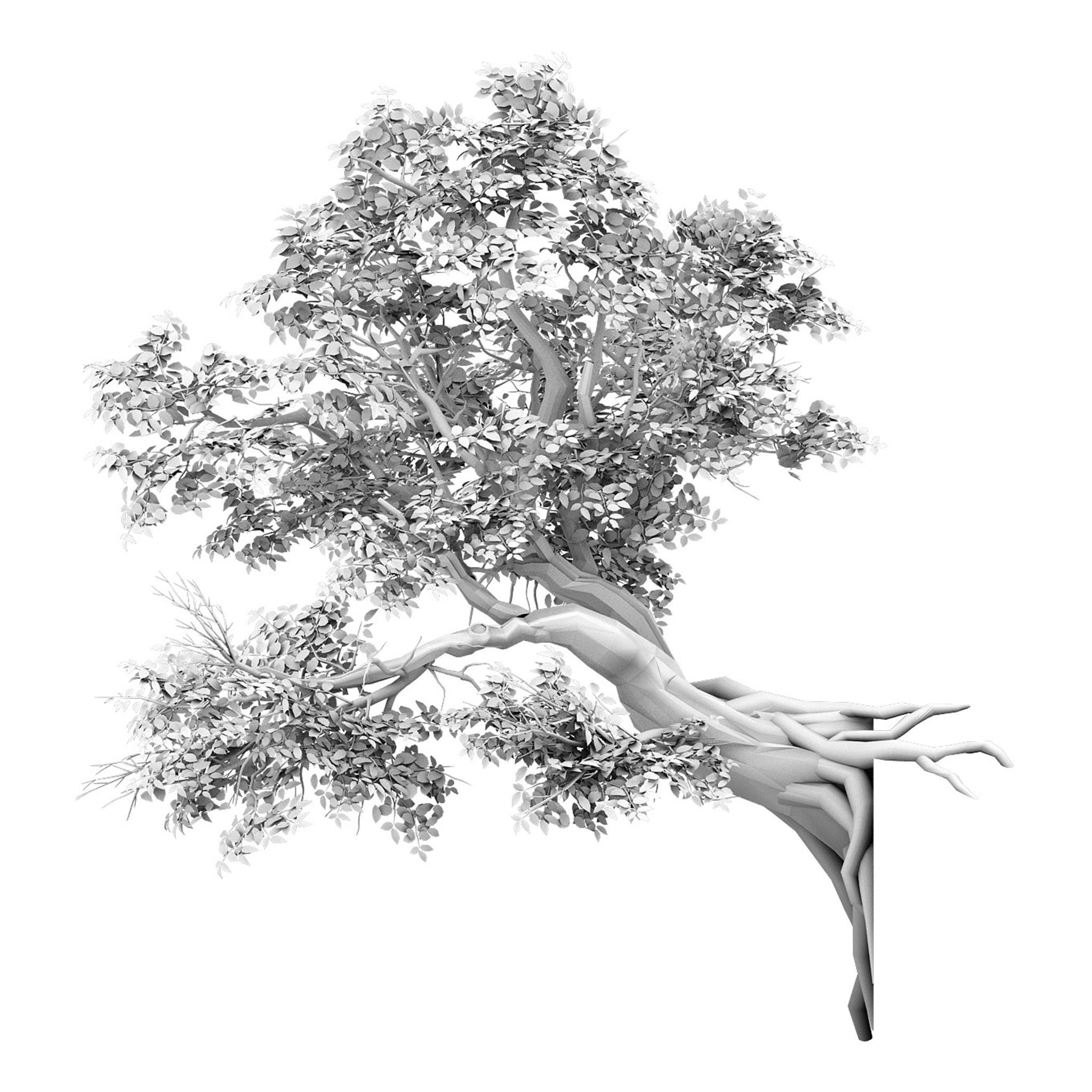 Plant - banyan tree 05 3D model_2