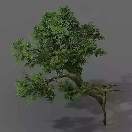 Plant - banyan tree 05 3D model