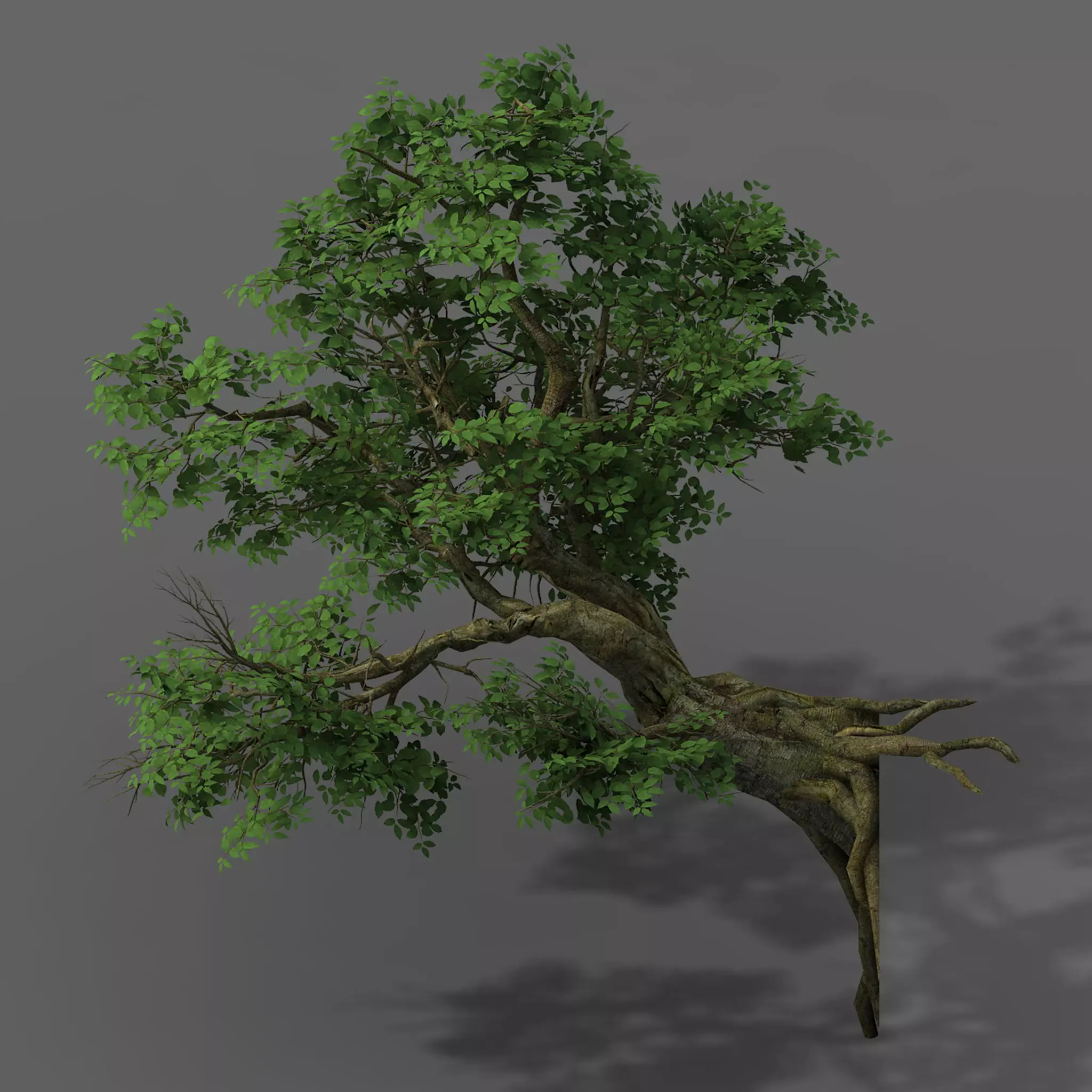 Plant - banyan tree 05 3D model_0