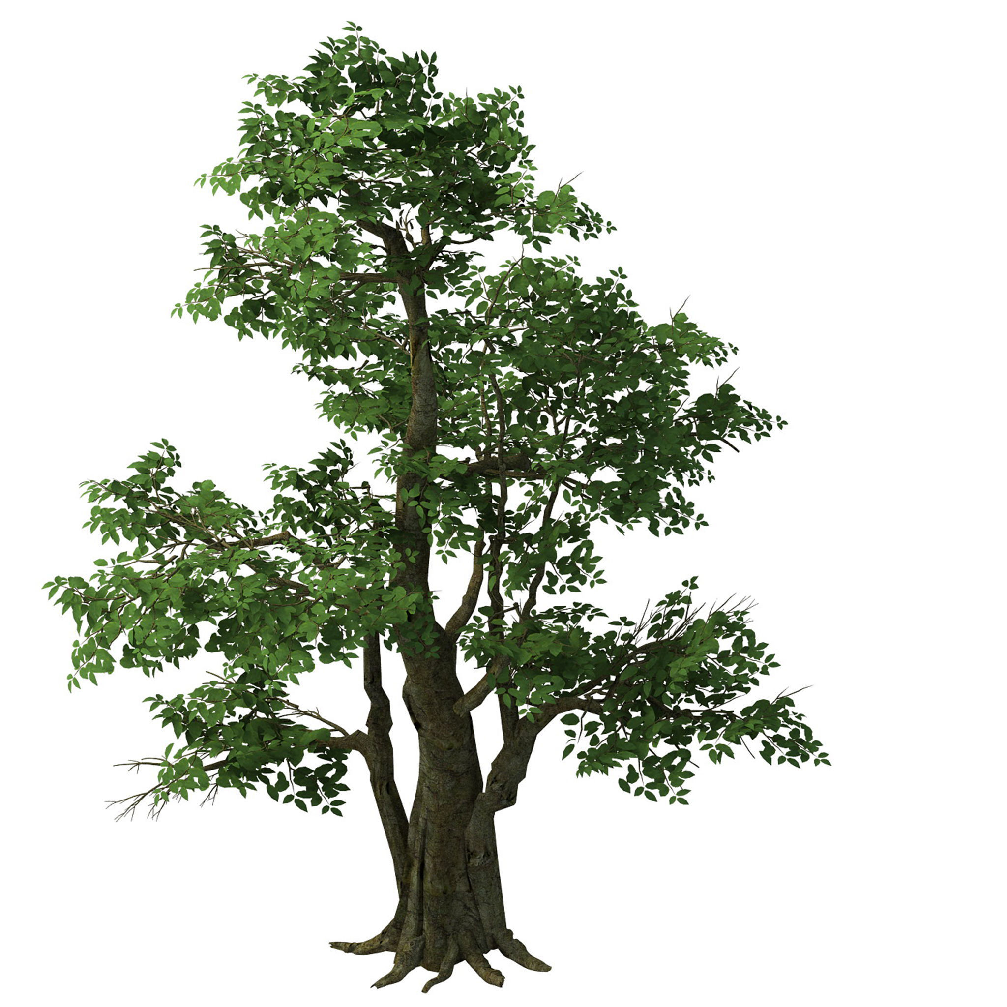 Plant - banyan tree 06 3D model_1