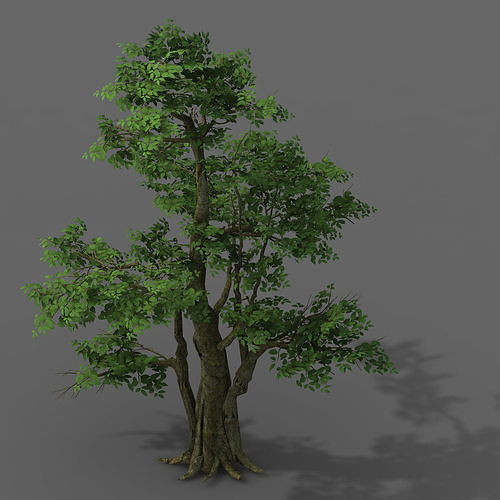Plant - banyan tree 06 3D model