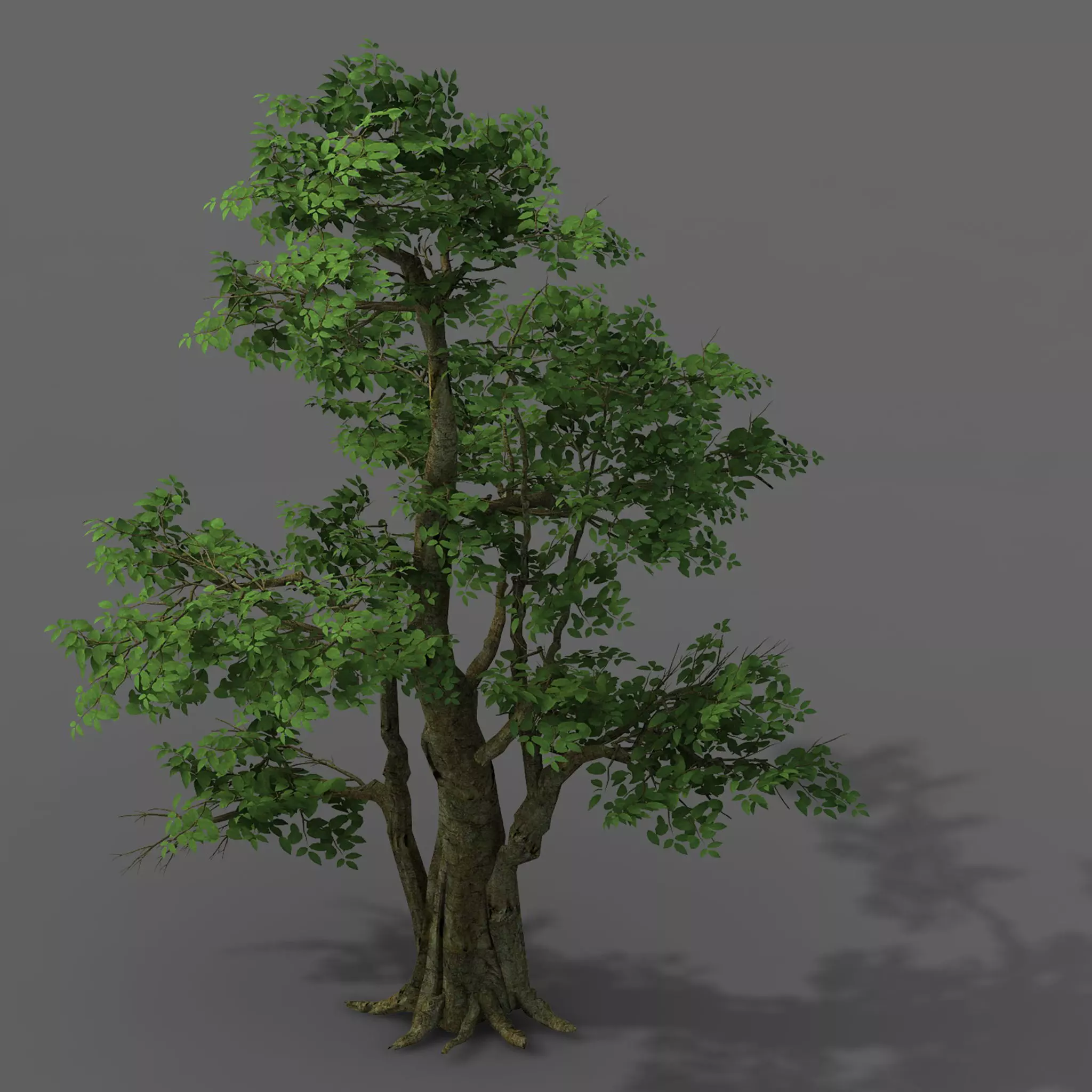Plant - banyan tree 06 3D model_0