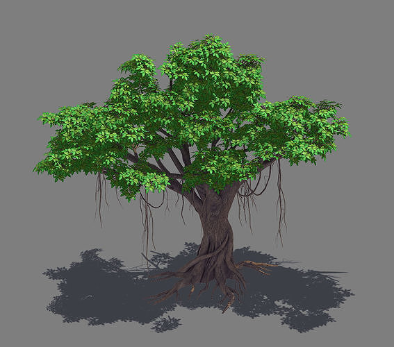 Plant - banyan tree 14 3D model