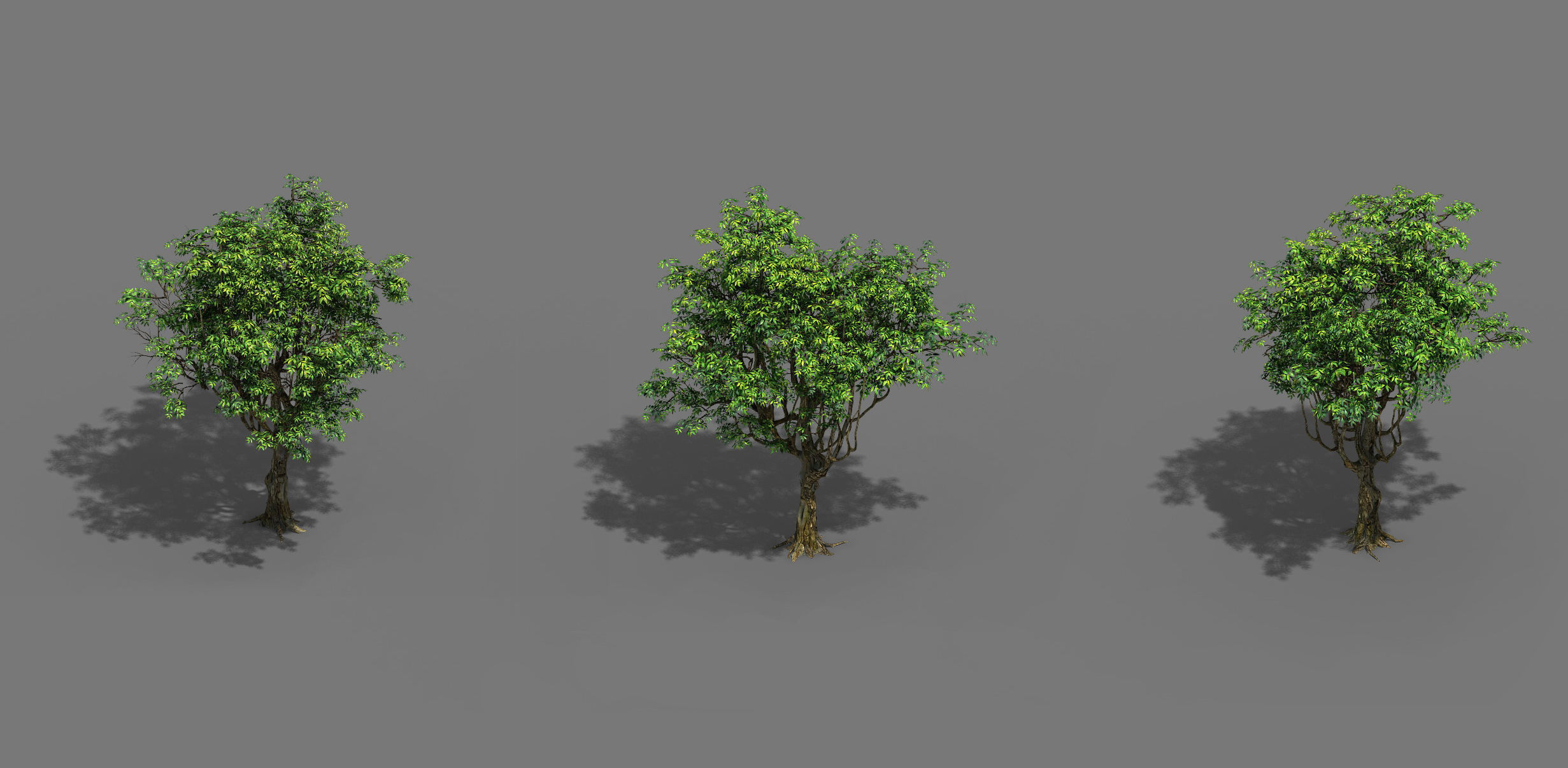 Plant - Tree 18 3D model_3