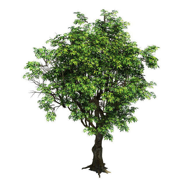 Plant - Tree 18 3D model_1